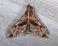 Palthis asopialis