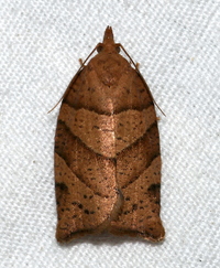 Pandemis lamprosana