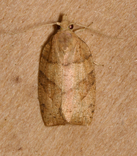 Pandemis lamprosana