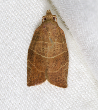 Pandemis limitata