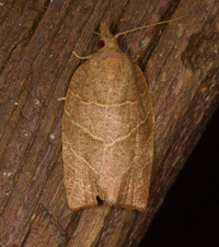 Pandemis limitata
