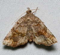 Pangrapta decoralis