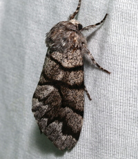Panthea furcilla