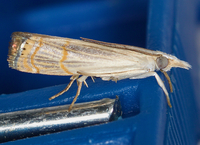 Parapediasia decorellus