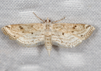 Parapoynx allionealis