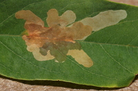 Parectopa robiniella