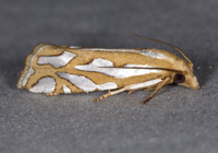 Pelochrista argentifurcatana