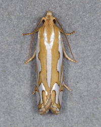 Pelochrista argentifurcatana