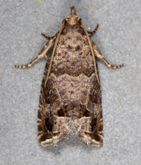Pelochrista fiskeana