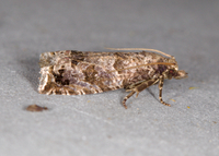 Pelochrista fiskeana