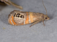Pelochrista fratruelis