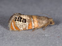 Pelochrista fratruelis