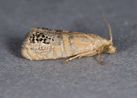 Pelochrista fraudabilis