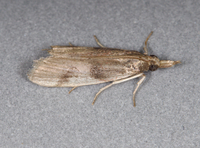 Peoria longipalpella