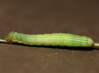 Peridea angulosa