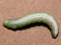 Peridea bordeloni