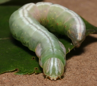 Peridea bordeloni