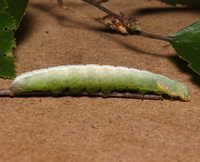 Peridea bordeloni