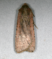 Peridroma saucia
