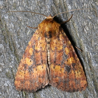Perigea xanthioides