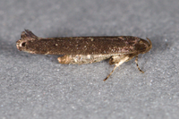 Perimede erransella