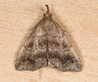 Phalaenostola larentioides