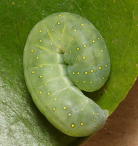 Phosphila miselioides
