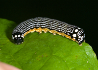 Phosphila turbulenta