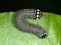 Phosphila turbulenta