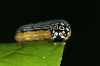 Phosphila turbulenta