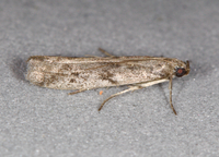 Phycitodes mucidella