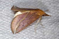 Phyprosopus callitrichoides