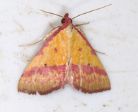 Phytometra rhodarialis