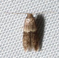 Pigritia unidentified species