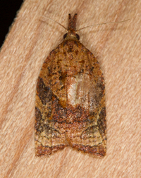 Platynota flavedana