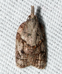 Platynota idaeusalis