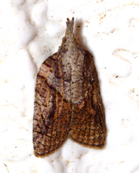 Platynota idaeusalis