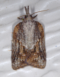 Platynota idaeusalis