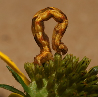 Pleuroprucha insulsaria