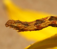 Pleuroprucha insulsaria