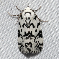 Polygrammate hebraeicum