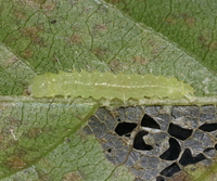 Polygrammate hebraeicum