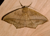 Prochoerodes lineola