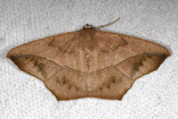 Prochoerodes lineola