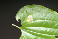 Proleucoptera smilaciella