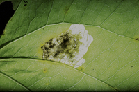 Proleucoptera smilaciella