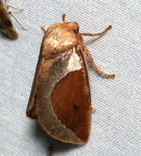 Prolimacodes badia