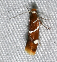 Promalactis suzukiella