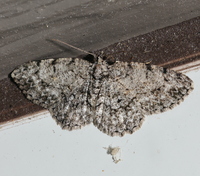 Protoboarmia porcelaria