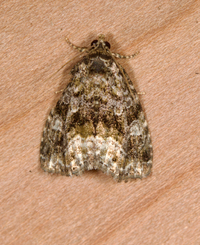 Protodeltote muscosula